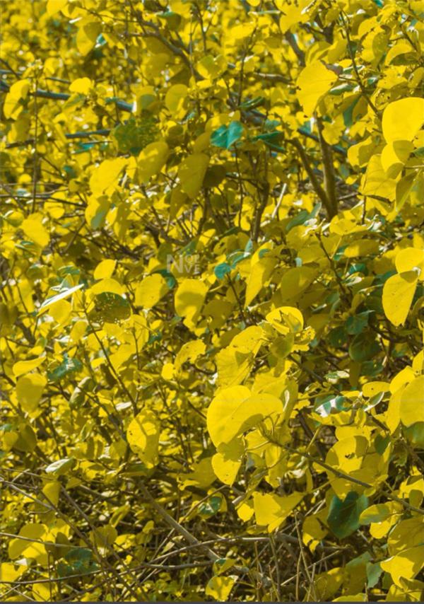 Whoseman-4-明星教練男丁格爾-芬達-全裸非全見寫真書